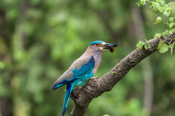 Indian Roller with an insect