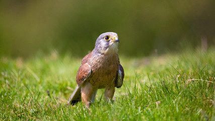 Kestrel