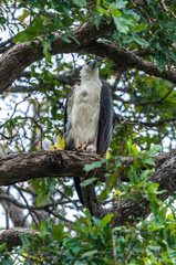 Eagle on the branch, National Park of Sri Lanka
