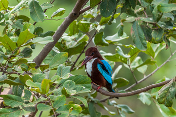 Sri Lanka Kingfisher