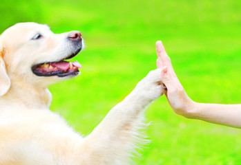  Golden Retriever dog on the grass in park, giving paw to hand