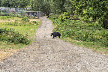 Black Bear - Woburn abbey