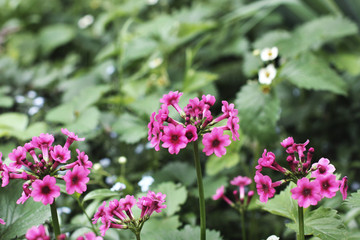 Pink flowers in the garden
