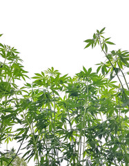 Fresh green leaf healthy marijuana plant, cannabis plant growing on white background.