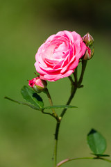 Rose flower in a garden