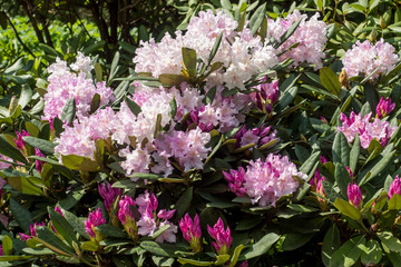 Flowering young coniferous trees in the spring in the forest. Selective focus