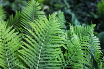 A plant in the garden. Leaves close-up