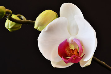Il bel fiore di orchidea con i boccioli ancora chiusi