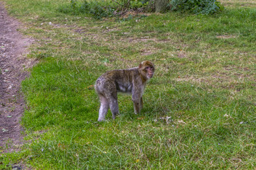 Naklejka premium Little Monkey 