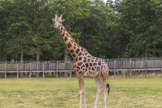 Giraffe - Woburn Abbey