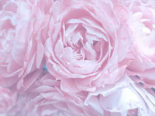 Beautiful blurred rose petals, flowers made with color filters in soft color blur style vintage for background.