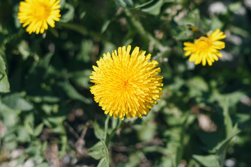 Yellow blooming dandelions on a green leaf background on a Sunny day