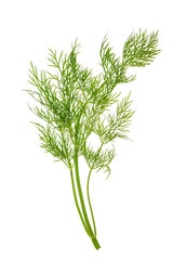 Dill herb leaves white background