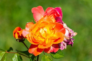 Rose flower in a garden