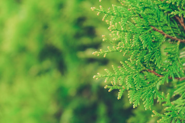 Close-up of junipers tree branch background