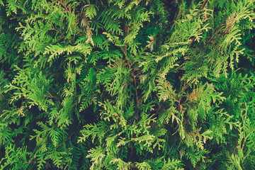 Close-up of junipers tree branch background