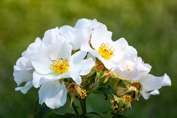 Obraz premium Rose flower in a garden