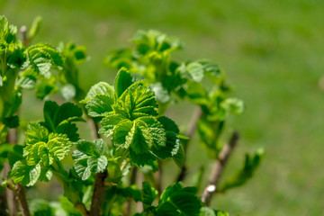 Fototapeta na wymiar Green Mint leaves close-up