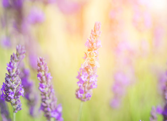 Lavender field, lavenders flowers with honey bee on the flowers at sunlight in a soft focus, pastel colors and blur background. Violet lavender field in Provence france famous place.