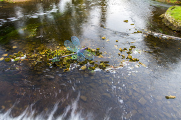 Brant&ocirc;me France