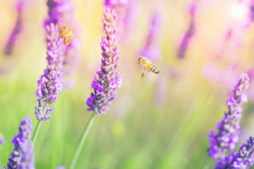 Lavender field, lavenders flowers with honey bee on the flowers at sunlight in a soft focus, pastel colors and blur background. Violet lavender field in Provence france famous place.