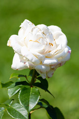 Rose flower in a garden