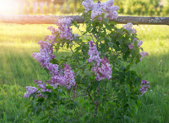 Blossoming young lilac bush in sunny day, spring flowering, rustic style