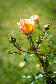 Rose flower in a garden