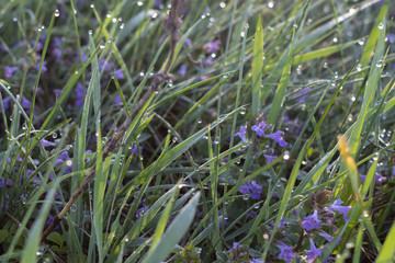 Drops of morning dew on purple flowers and grass