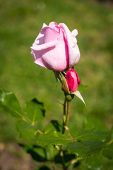 Fototapeta premium Rose flower in a garden
