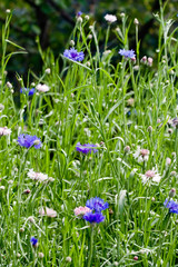 Blue and pink cornflowers on a green meadow