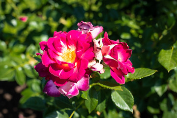 Rose flower in a garden