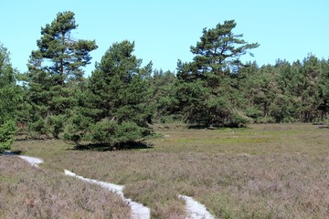 Lüneburger Heide im Mai