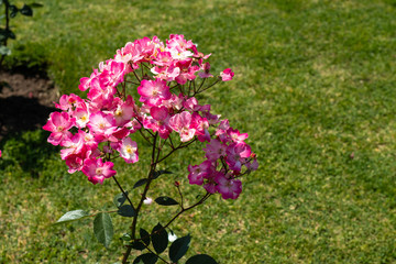 Obraz premium Rose flower in a garden
