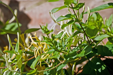 Yellow and white honeysuckle flowers