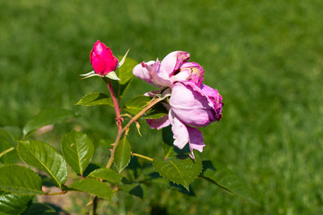 Rose flower in a garden