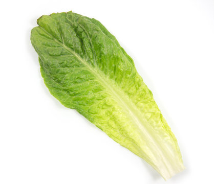 Green oak lettuce, fresh roman lettuce isolated on a white background with clipping path.
