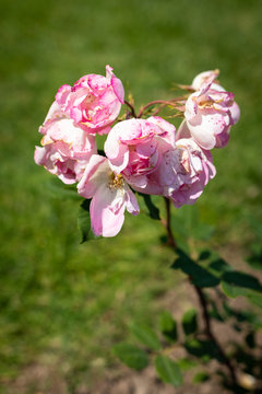 Rose flower in a garden