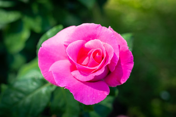 Rose flower in a garden