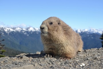 Marmotte Olympic National Park