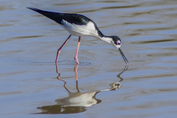 water bird