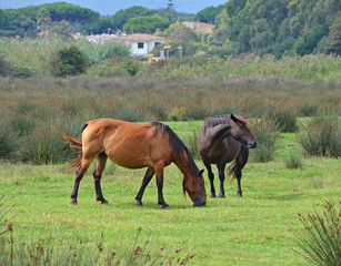 landscape with horses couple pasturing in the meadow
