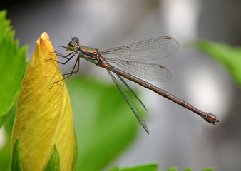 dragonfly perched on hibiscus flower bud