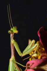 portrait of praying mantis on the flower with black background