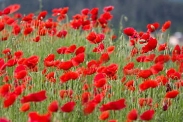 Lovely, colorful poppy field