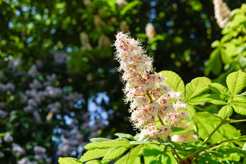 Flowering Horse-Chestnut in Spring.