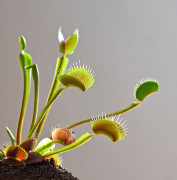  venus fly trap 