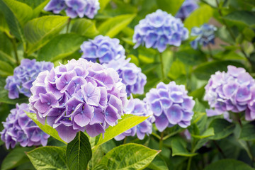 Violet and blue flowering Hydrangea macrophylla plant from close