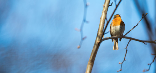 The European robin (Erithacus rubecula) known simply as the robin or robin redbreast