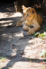 Cute lion cub